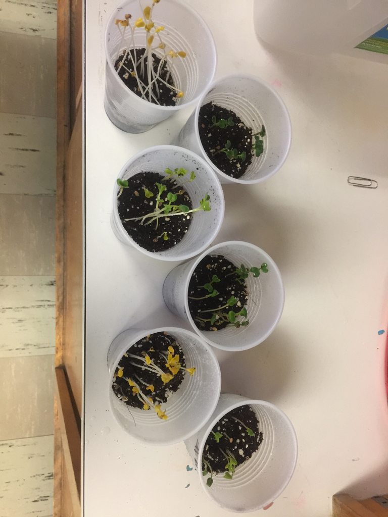106 is experimenting with radish plants! Can you tell which have access to sunlight and which have been left in the dark? 