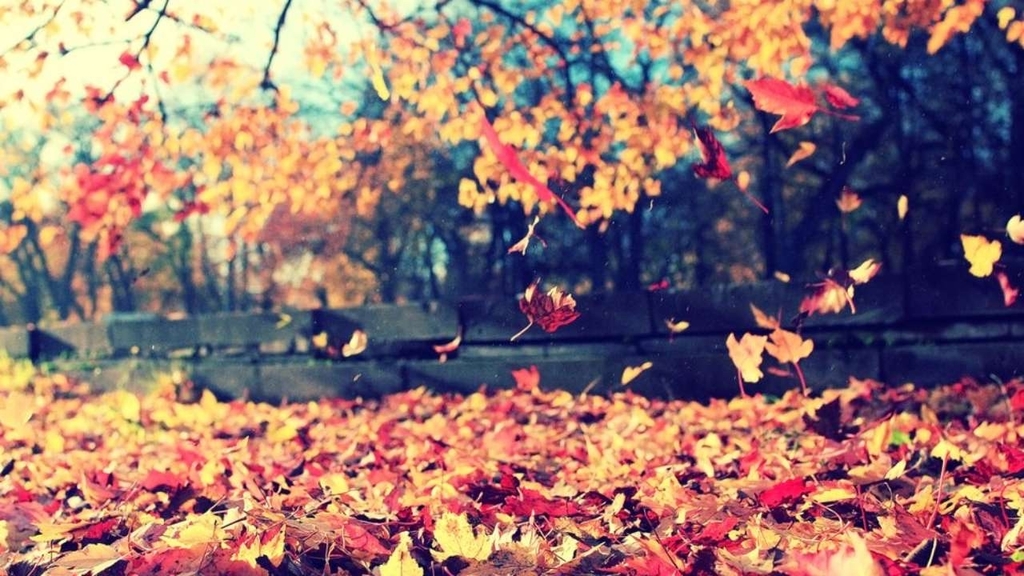 Image of fall leaves 