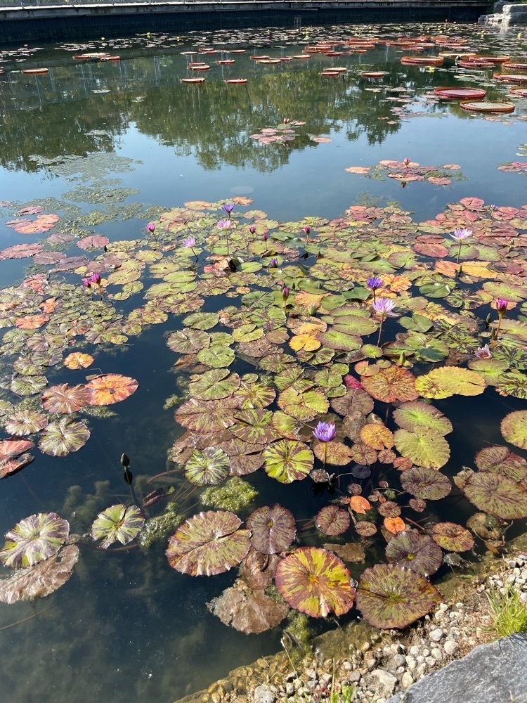 image of Lilly pads 