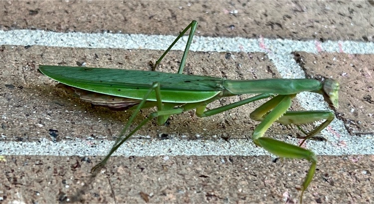 praying mantis outside of Joseph Academy 